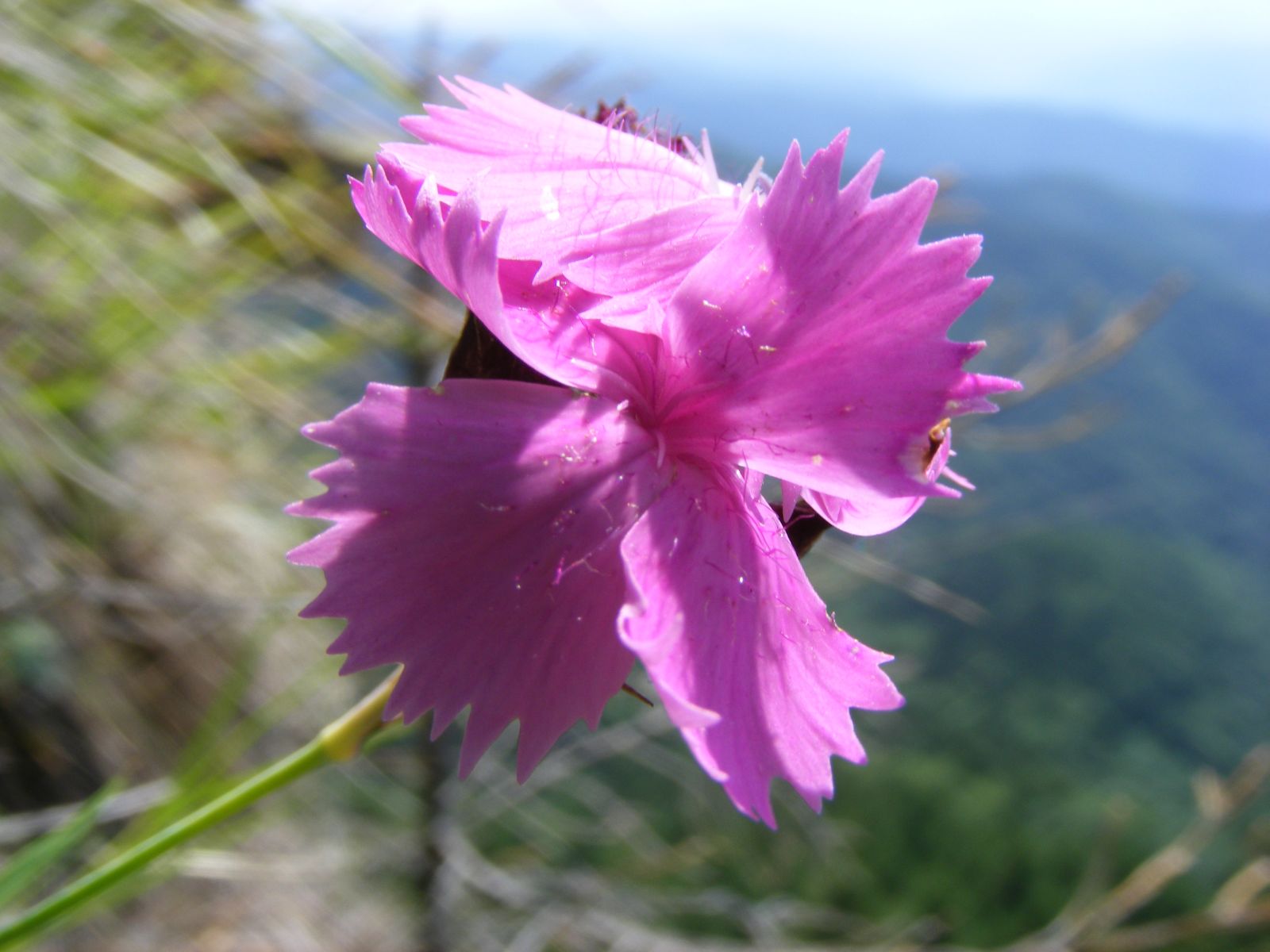 Dianthus Tenuifolis 2k