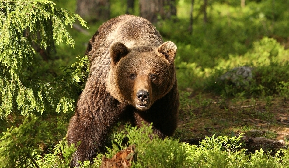 Ursus arctos 2